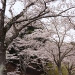 桜山のお花見
