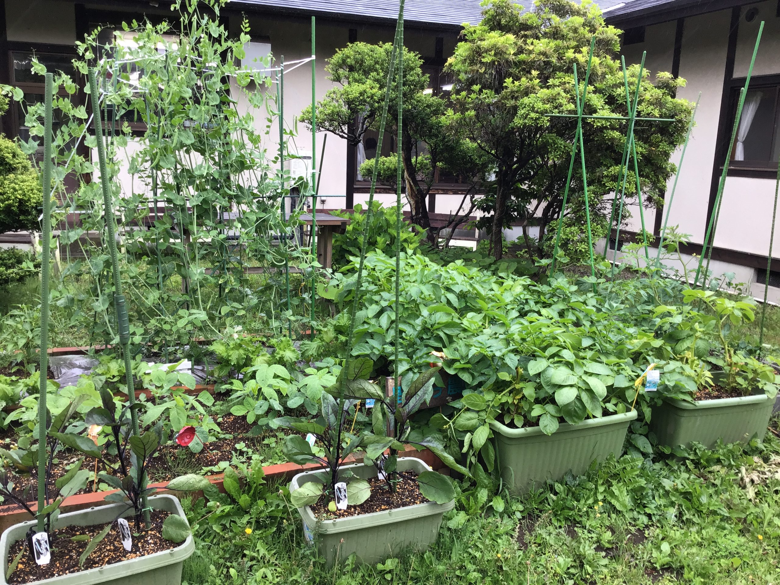採れたての新鮮野菜に舌鼓😍💕